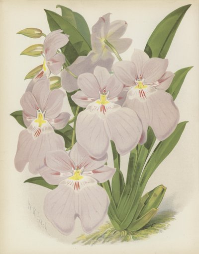 Odontoglossum Vexillarium 作： English School
